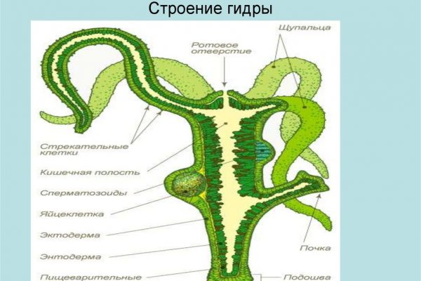 Кракен зеркало сайта vtor run